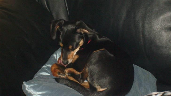 Blanding af racer Thilde billede 1