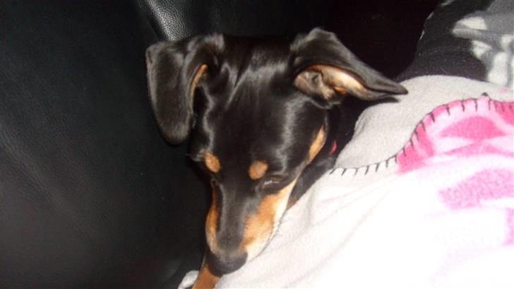 Blanding af racer Thilde billede 2