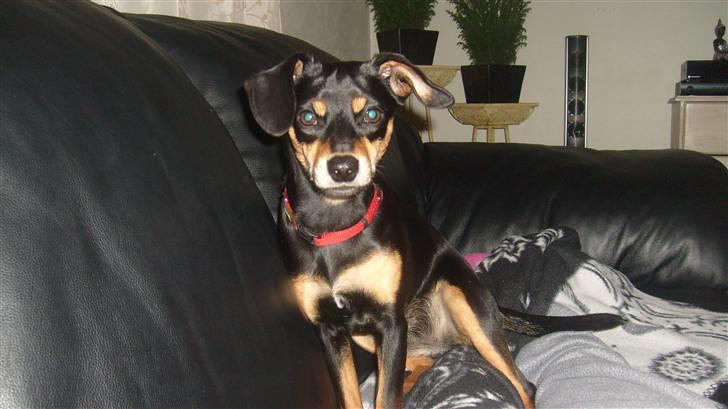 Blanding af racer Thilde billede 3