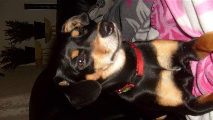 Blanding af racer Thilde billede 4