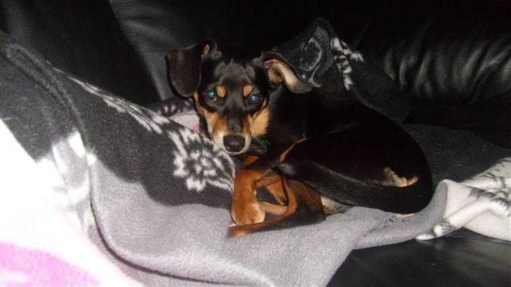 Blanding af racer Thilde billede 5