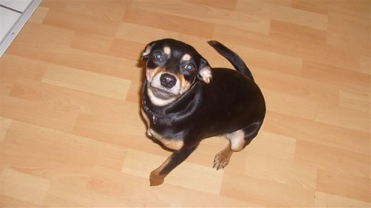 Blanding af racer Thilde billede 6