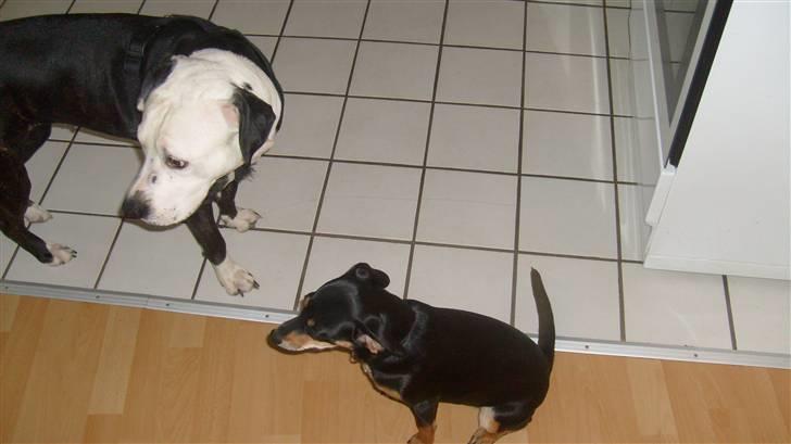 Blanding af racer Thilde billede 7