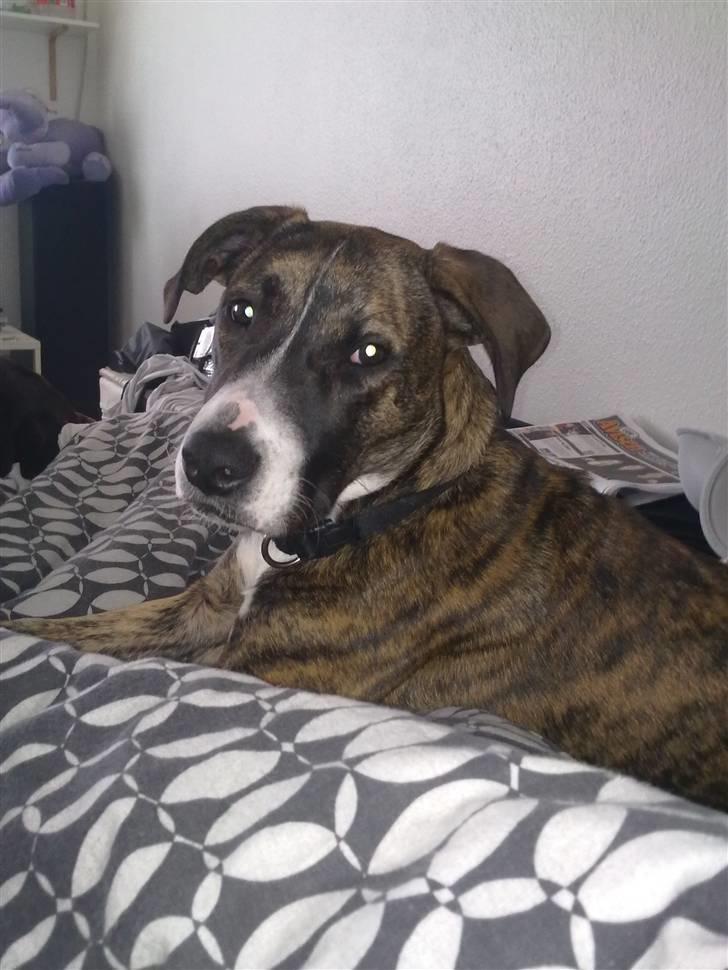 Amerikansk bulldog Fia billede 10