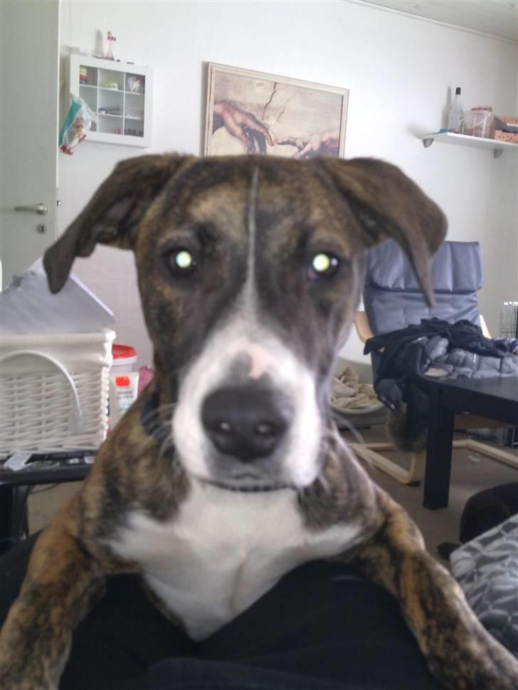 Amerikansk bulldog Fia billede 11