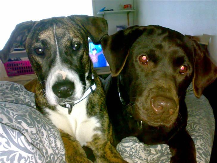 Amerikansk bulldog Fia billede 12