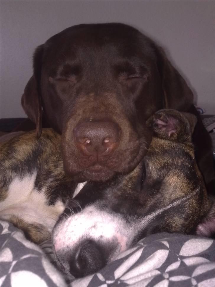 Amerikansk bulldog Fia billede 13