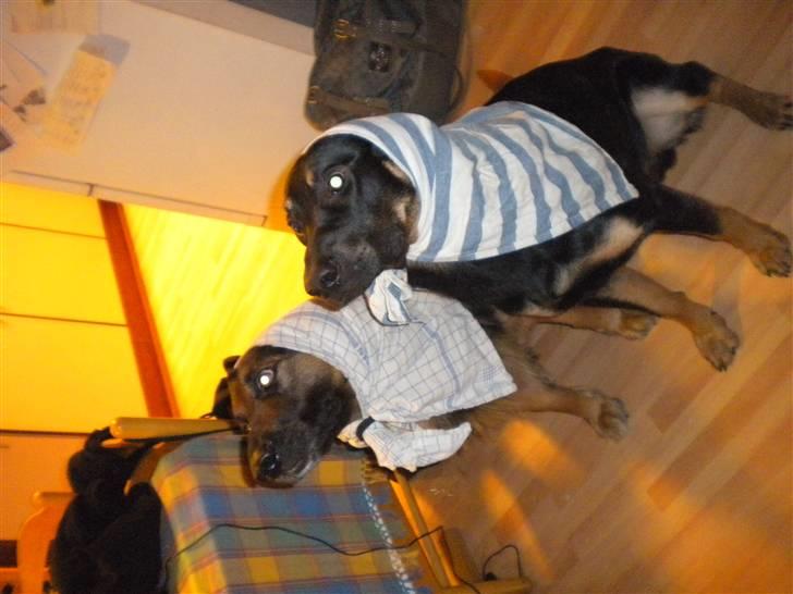 Blanding af racer max / maxi - vi leger rød hætte..  billede 7