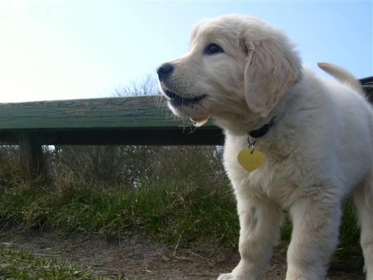 Golden retriever Luna billede 3