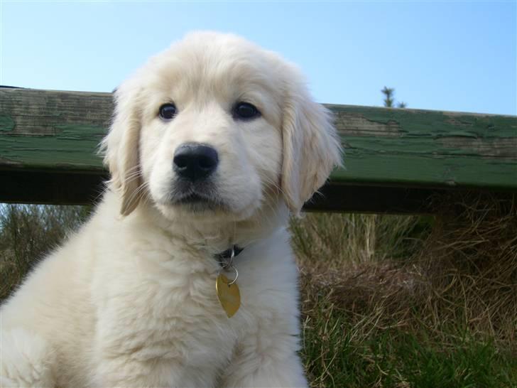 Golden retriever Luna billede 4