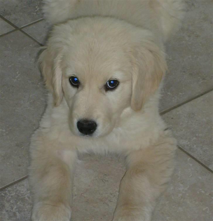 Golden retriever Luna billede 6