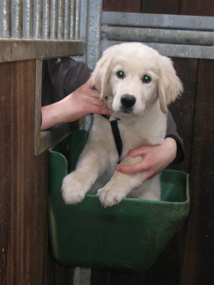 Golden retriever Luna - Luna Buna er med i stalden :-) billede 7