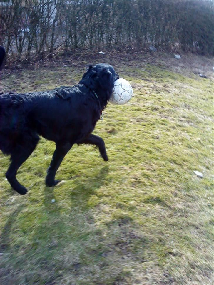 Blanding af racer *Balou*-Louise billede 9