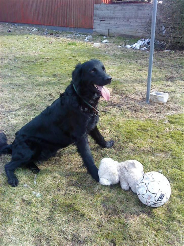 Blanding af racer *Balou*-Louise billede 10