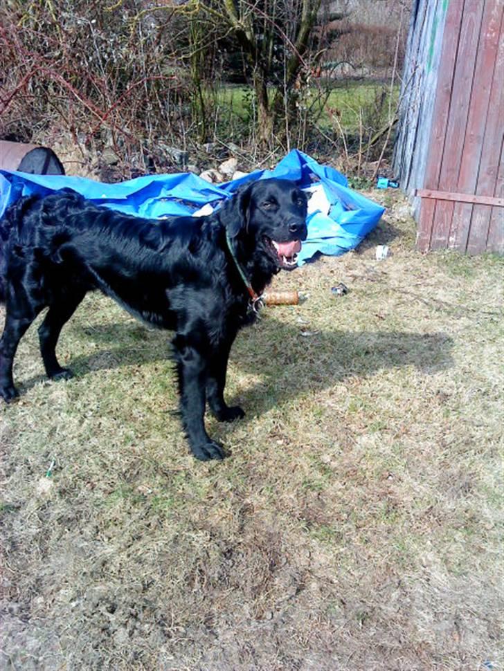 Blanding af racer *Balou*-Louise billede 11