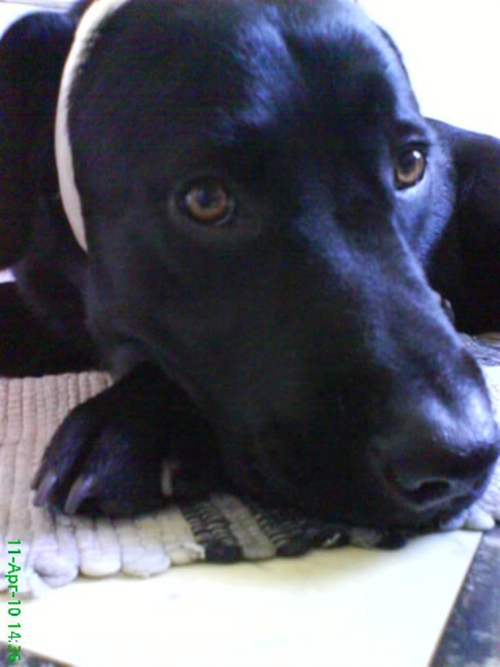 Labrador retriever Balou billede 18