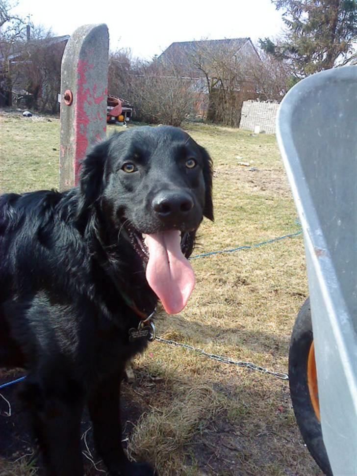 Blanding af racer *Balou*-Louise billede 12