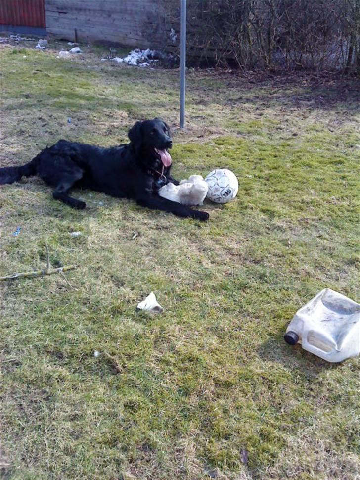 Blanding af racer *Balou*-Louise billede 13