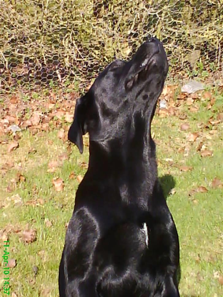 Labrador retriever Balou billede 2