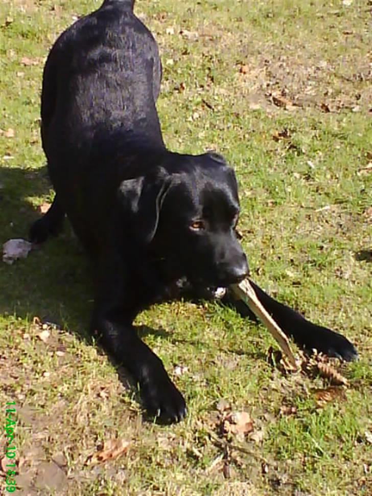 Labrador retriever Balou billede 4