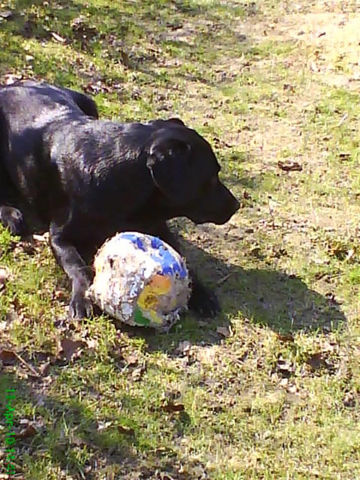 Labrador retriever Balou billede 3
