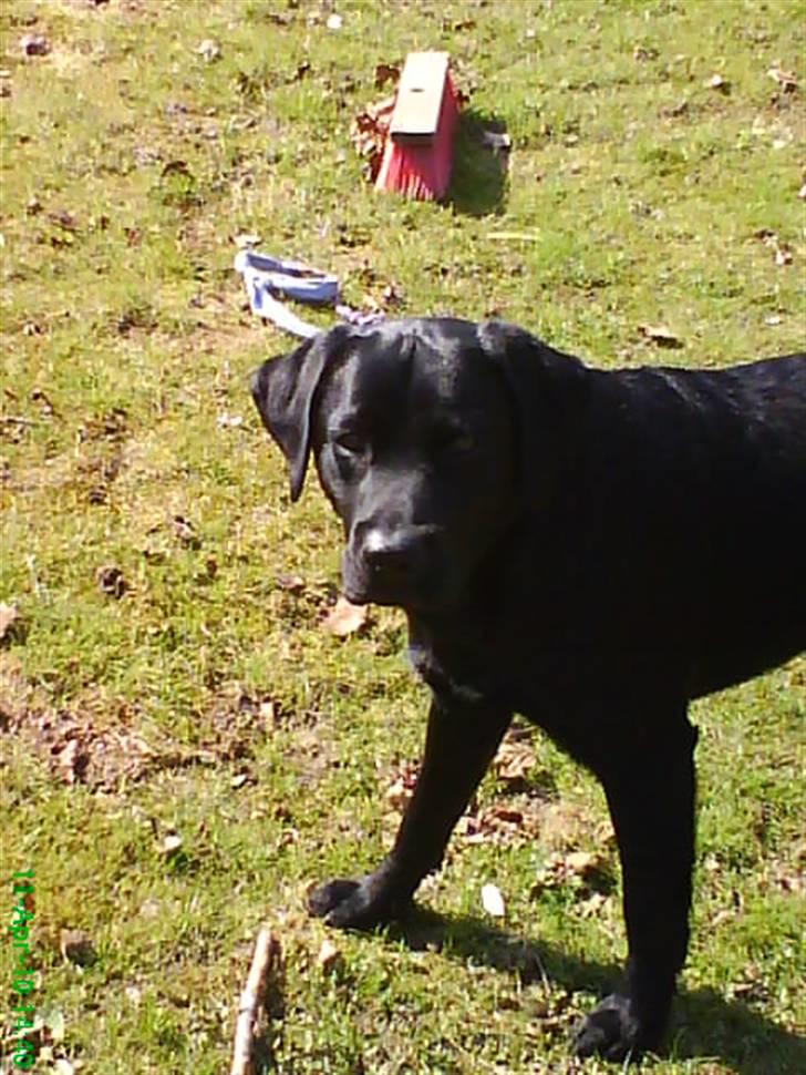 Labrador retriever Balou billede 6