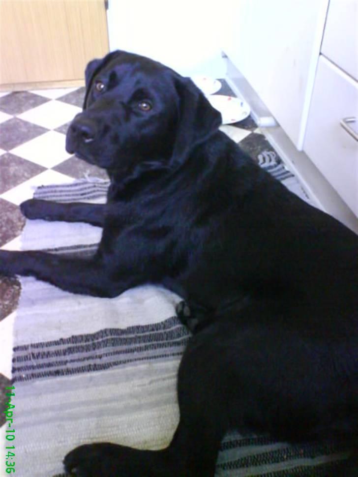 Labrador retriever Balou billede 20