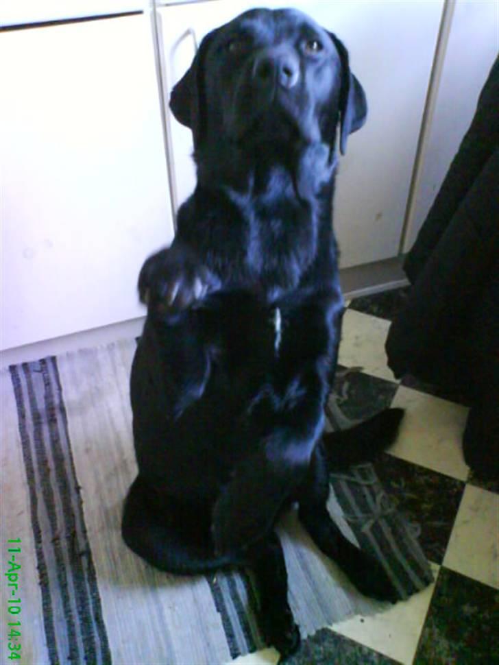 Labrador retriever Balou billede 19