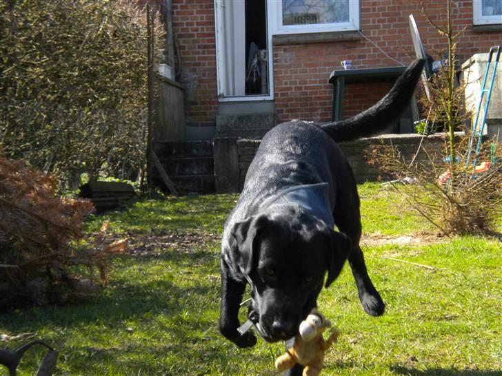 Labrador retriever Balou billede 9