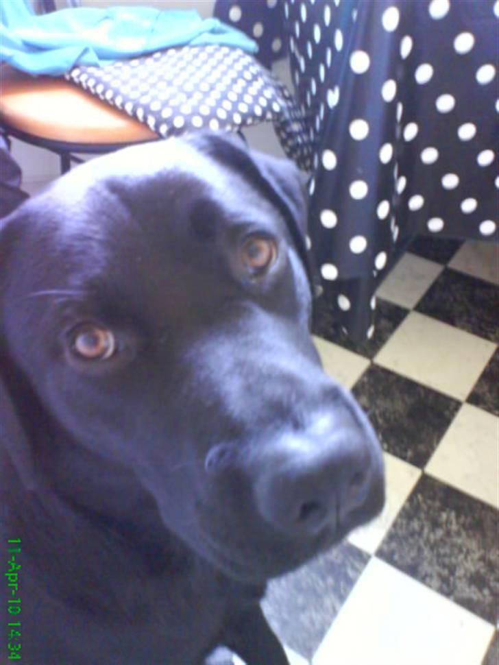 Labrador retriever Balou billede 17