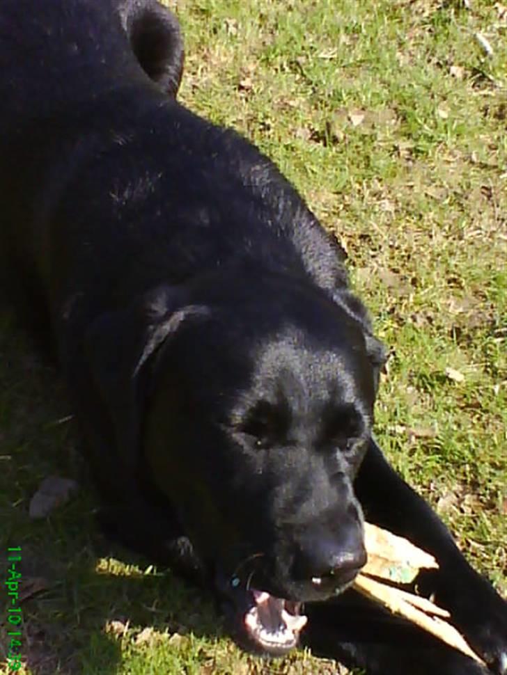 Labrador retriever Balou billede 5
