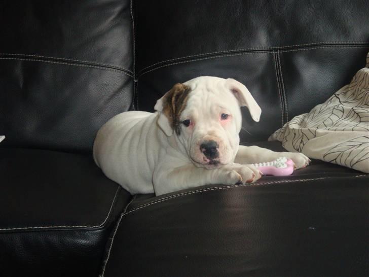 Amerikansk bulldog Uffe R.I.P. billede 1