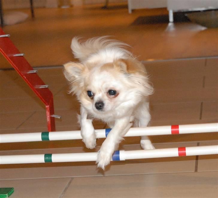 Chihuahua Daisy - Tjo, flæsket kan faktisk flyve... Januar 2011 billede 2