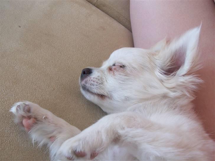 Chihuahua Daisy - Også da vi lige havde fået hende :) Er hun ikke kær?:) billede 3