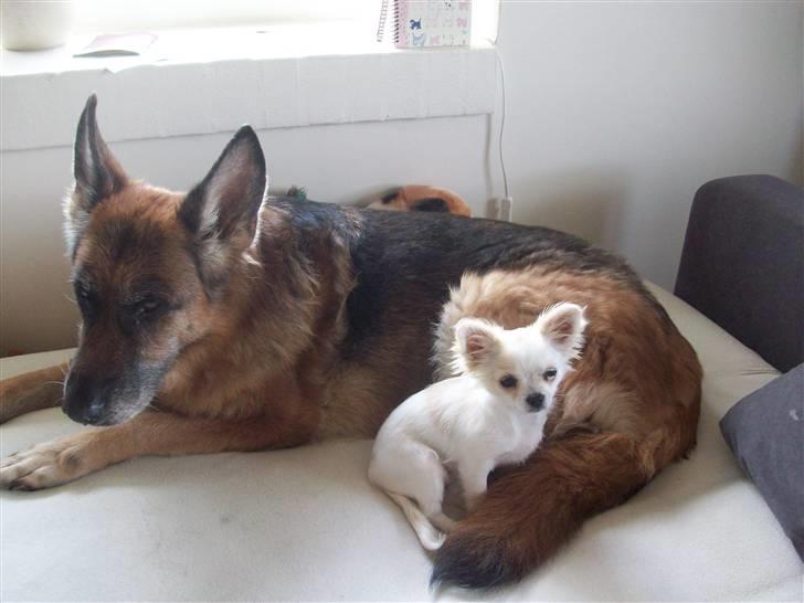 Chihuahua Daisy - Med sin bedste ven (udover Harley). R.I.P Acilla :( billede 4