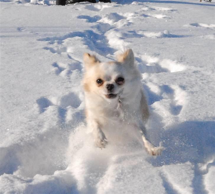 Chihuahua Daisy - Februar 2011 billede 5