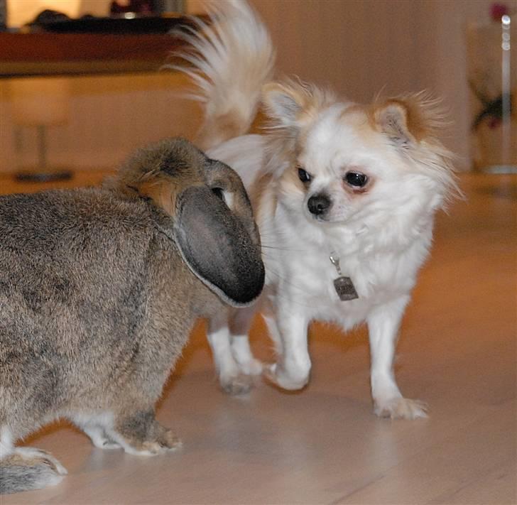 Chihuahua Daisy - Vimse & Daisy - januar 2011 billede 1