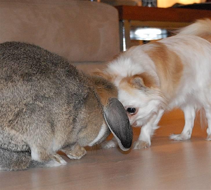 Chihuahua Daisy - Vimse & Daisy - januar 2011 billede 6