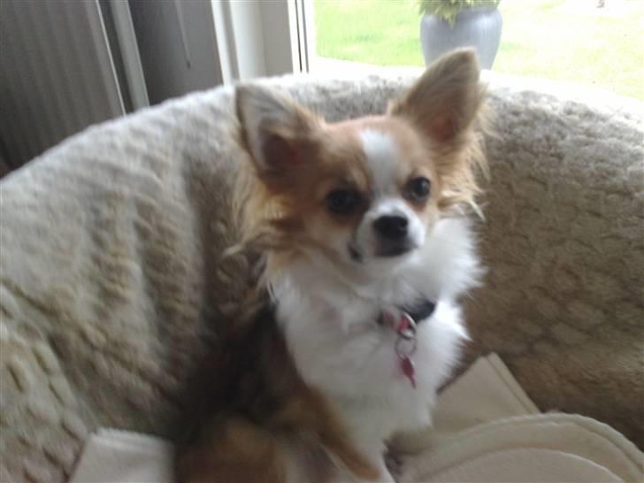 Chihuahua sisi - er jeg ikke dejlig billede 1