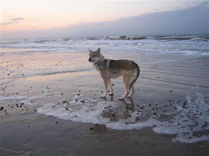 Tjekkoslovakisk ulvehund <3Fanthagiro Crying Wolf  - Fanthas første tur til stranden (Jammerbugten), det var ikke sjovt!, vandet var vist alt for stort :-) billede 12