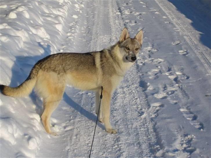 Tjekkoslovakisk ulvehund <3Fanthagiro Crying Wolf  - Fanthas første tur i sneen, den 16. december 2009 billede 13