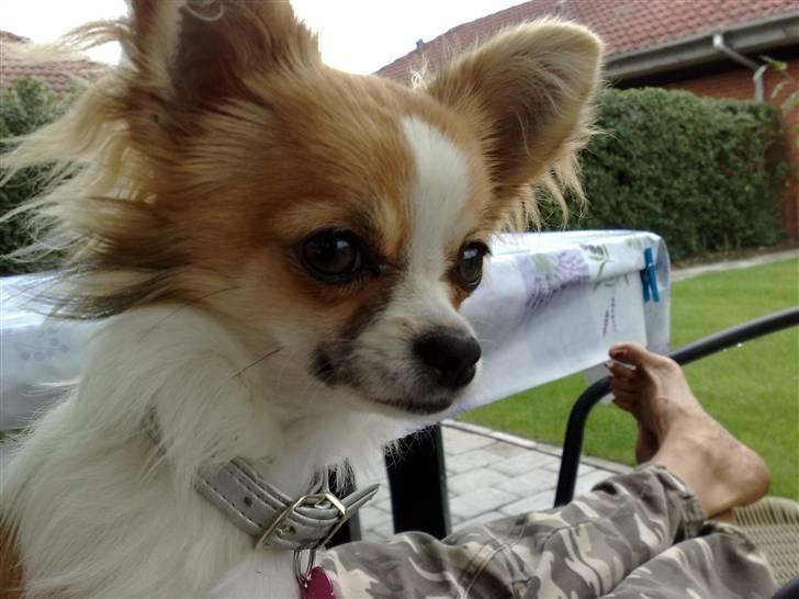 Chihuahua sisi - kommer der nogen jeg kender billede 2