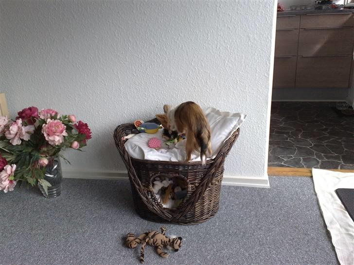 Chihuahua sisi - nu vil jeg lige havde en lur billede 3