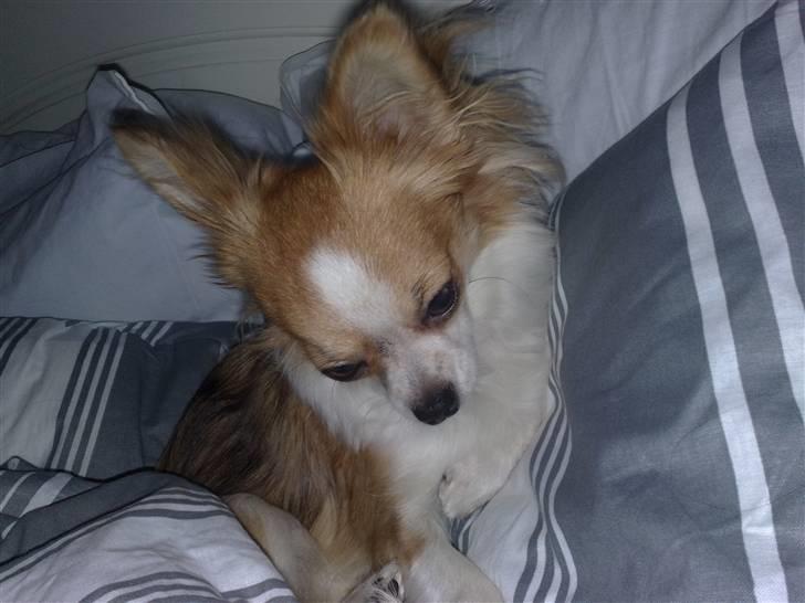 Chihuahua sisi - jeg er blevet træt , tager lige en lur i mors seng billede 5