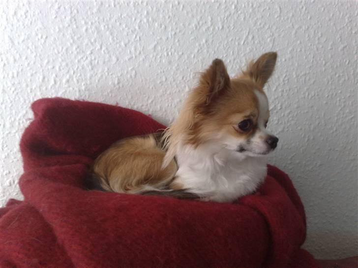 Chihuahua sisi - hvad sker der ..... måske en godbid billede 6