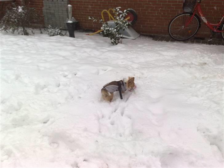 Chihuahua sisi - elsker sneen billede 8