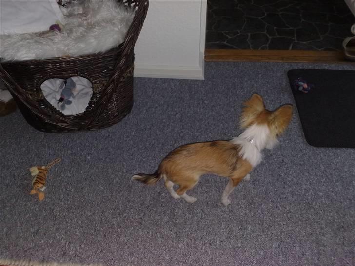 Chihuahua sisi - er lige flyttet i en ny lejlighed med min mor billede 9