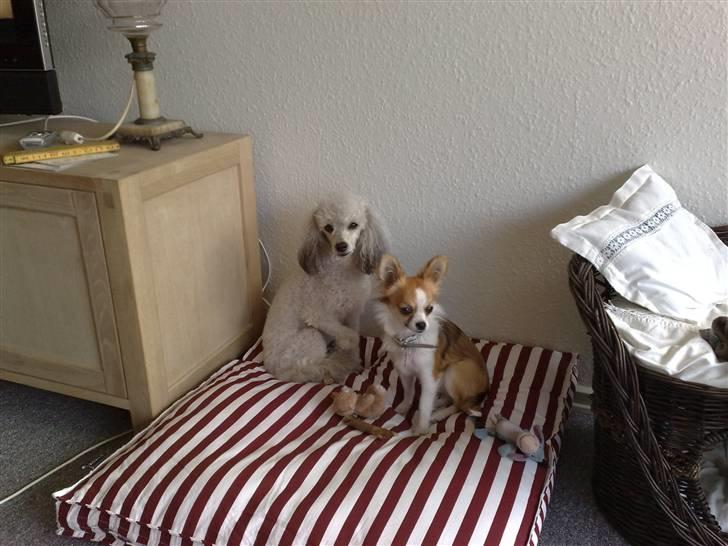 Chihuahua sisi - her er jeg med min delige veninde billede 10