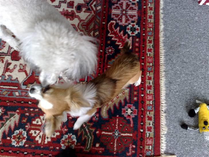 Chihuahua sisi - hvem fåer den først billede 11