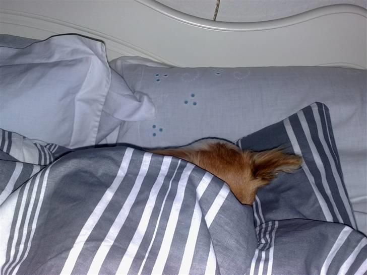 Chihuahua sisi - godnat alle sammen billede 12